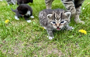 Kitten süße Kätzchen getigert Katzenbaby Tiger Katze Bild 3