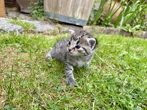 Kitten süße Kätzchen getigert Katzenbaby Tiger Katze Bild 4