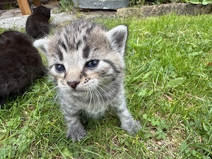 Kitten süße Kätzchen getigert Katzenbaby Tiger Katze