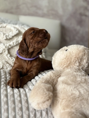Irish Setters from a family-run FCI-registered kennel healthy, well-socialised puppies