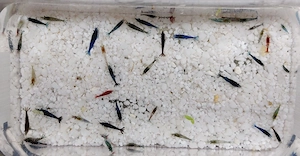 Neocaridina davidi, Bunter Mix  20 +