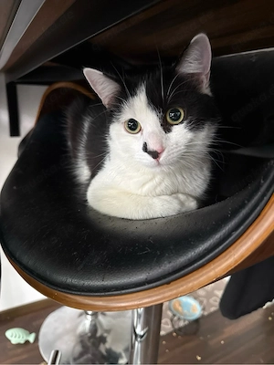BKH mix Kater