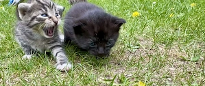 Kitten süße Kätzchen getigert Katzenbaby Tiger Katze Bild 6