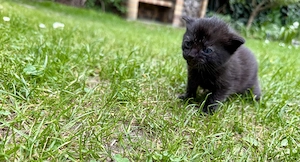 Kitten süße Kätzchen getigert Katzenbaby Tiger Katze Bild 7
