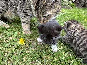 Kitten süße Kätzchen getigert Katzenbaby Tiger Katze Bild 8