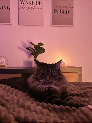 Main-Coon Mix