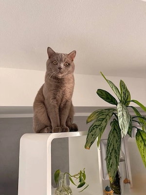     Süßer 11 Monate alter Britisch Kurzhaar Kater sucht neues Zuhause