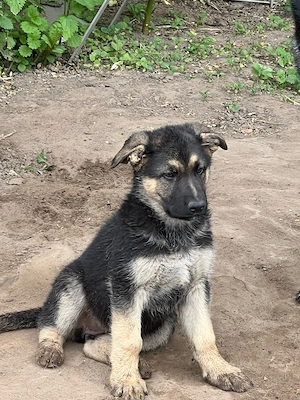 Deutsche Schäferhund Welpen
