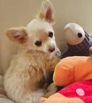 Pomchi Chihuahua Welpen Bild 8