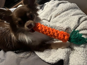Wunderschönes Chihuahua Mädchen 3 Monate sucht ihr Traum Zuhause 