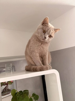 Britisch Kurzhaar Katze, 11 Monate   einmal Mutter 