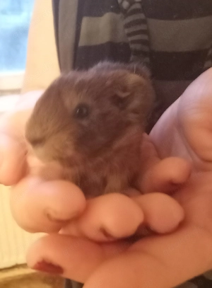 Meerschweinchen Weibchen gesucht 