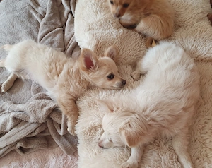 Pomchi Chihuahua Welpen Bild 9