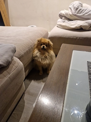 pomeranian