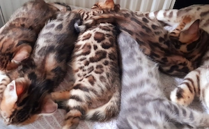 Kätzchen Kitten Bengal ab sofort nur noch3