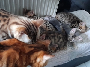 Kätzchen Kitten Bengal reinrassig 