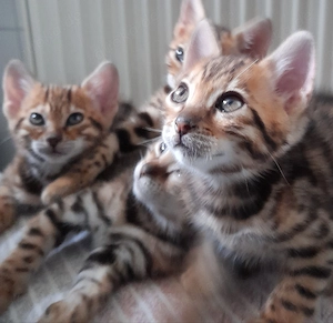 Kätzchen Kitten Bengal ab sofort nur noch2