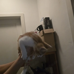 2 baby Kater 