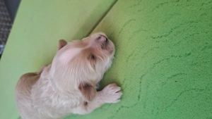 Wor haben süße Maltipoo 