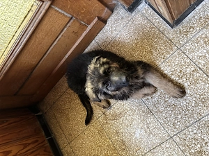 Schäferhund Welpe sucht liebevolles Zuhause 