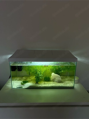 DRINGEND aquarium wegzugeben