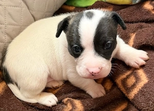 Jack Bully