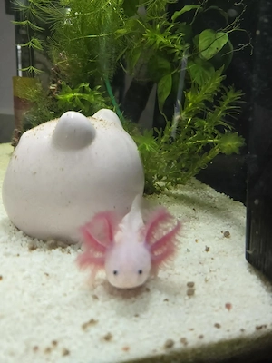 Axolotl Jungtier 