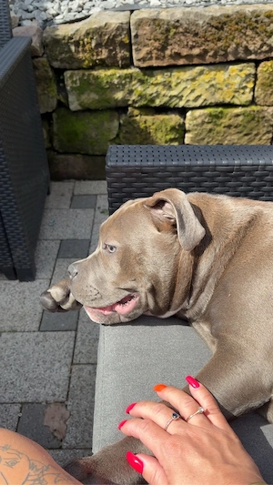 wunderschöne Bully dame  Bild 2
