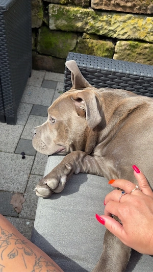 wunderschöne Bully dame  Bild 4
