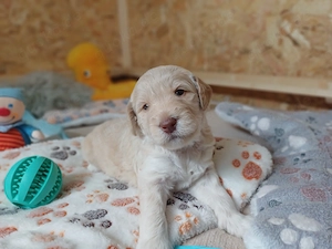 Zuckersüße Goldendoodle F1b Welpen  Bild 6