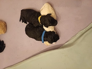 Zuckersüße Goldendoodle F1b Welpen  Bild 9