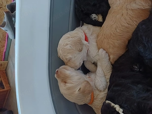 Zuckersüße Goldendoodle F1b Welpen  Bild 7