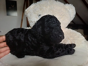 Zuckersüße Goldendoodle F1b Welpen  Bild 4