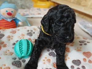 Zuckersüße Goldendoodle F1b Welpen  Bild 2