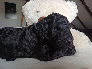 Zuckersüße Goldendoodle F1b Welpen  Bild 3