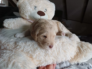 Zuckersüße Goldendoodle F1b Welpen  Bild 5