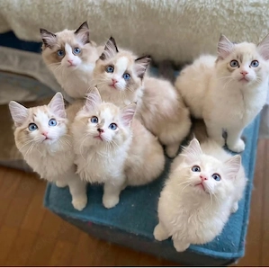 Bezaubernde Ragdoll-Kätzchen ab 12.05.2026 abzugeben