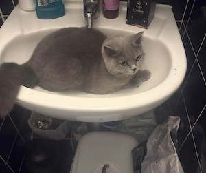 Katzen Geschwister BH Kurzhaar