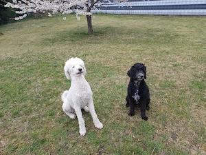 Zuckersüße Goldendoodle F1b Welpen  Bild 10