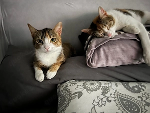 Unsere beiden bezaubernden Schwestern Kira und Kaya suchen ein Kuschelkörbchen für 2