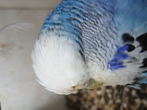 Schauwellensittiche  abzugeben  Bild 3