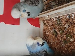 Schauwellensittiche  abzugeben  Bild 2