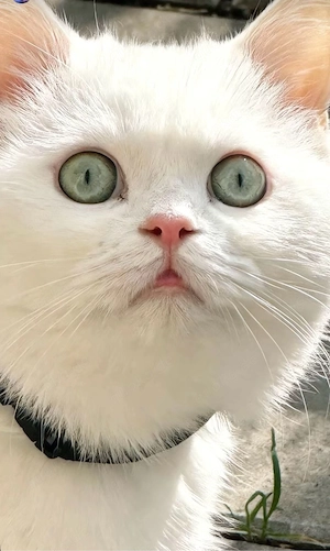 suche baby katze weiblich 