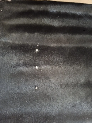 4 Stück Fauteuil á Dossier Basculant (Fell) ehemals LC1von Le CorbusierCassina.de Bild 9