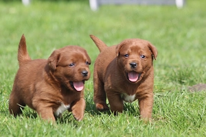 Labrador Welpen in der seltenen Farbe dark foxred aus USA Spitzenlinien  Bild 2
