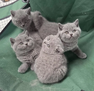 Britisch Kurzhaar-Katzen suchen ein neues Zuhause