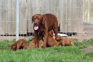 Labrador Welpen in der seltenen Farbe dark foxred aus USA Spitzenlinien  Bild 3