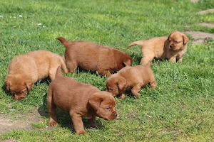 Labrador Welpen in der seltenen Farbe dark foxred aus USA Spitzenlinien  Bild 4