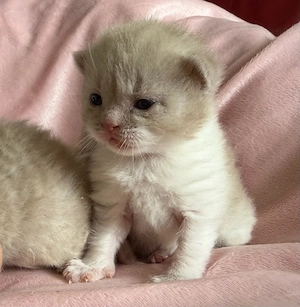 BKH Kitten fawn mädchen  Bild 5
