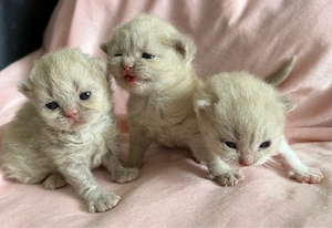 BKH Kitten fawn mädchen 